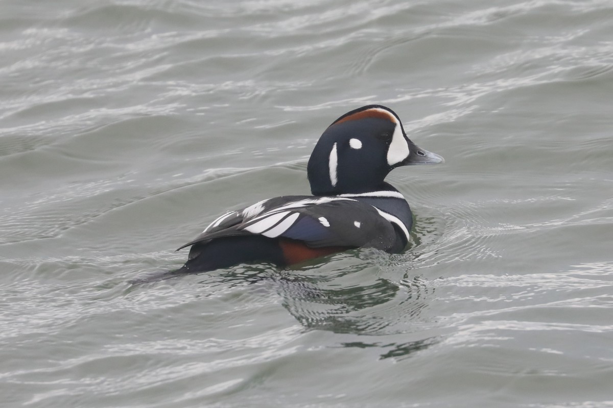 シノリガモ - ML646234660