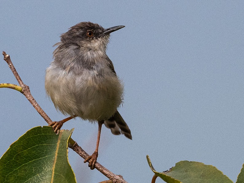 ハイムネハウチワドリ - ML646234661