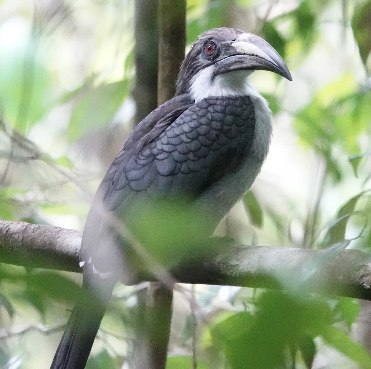 スリランカコサイチョウ - ML646234663