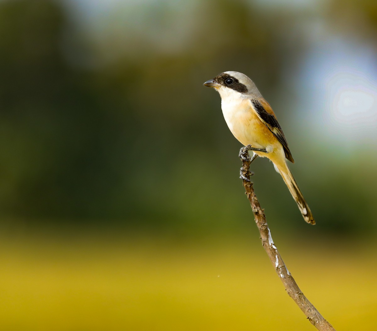 Bay-backed Shrike - ML646234664