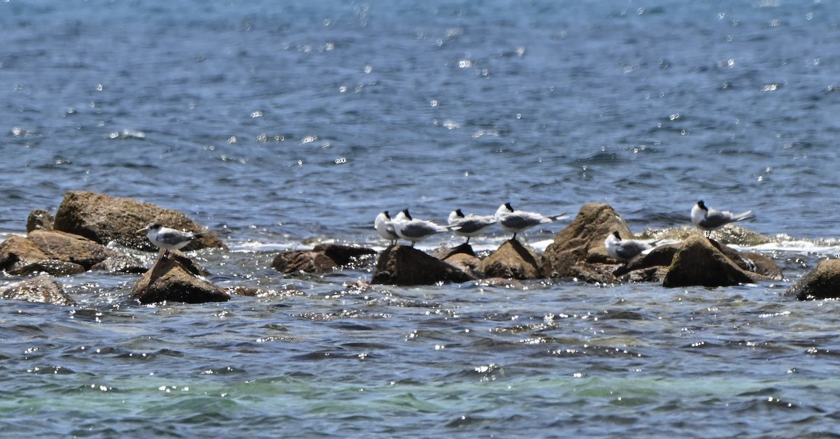 オオアジサシ - ML646234665