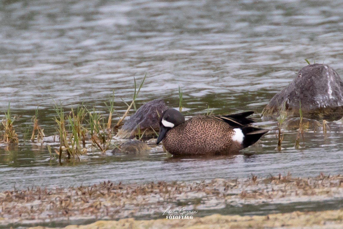 ミカヅキシマアジ - ML646234666