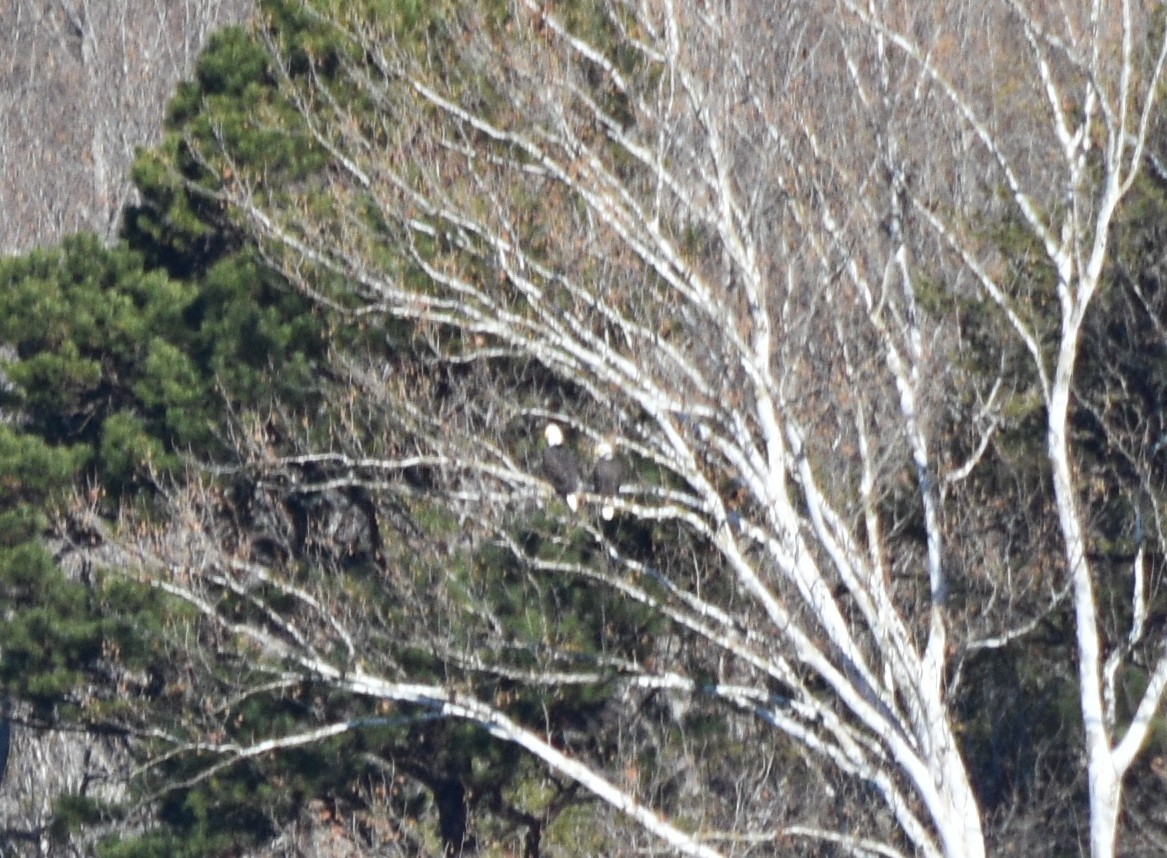 ハクトウワシ - ML646234667