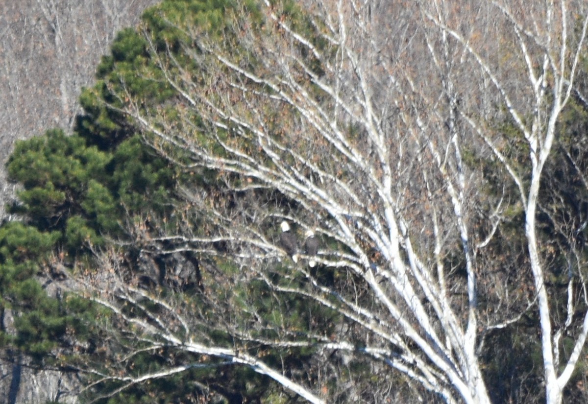 ハクトウワシ - ML646234668