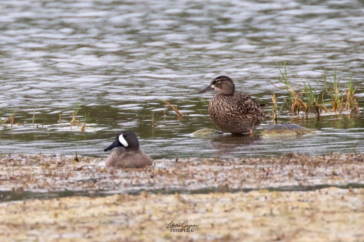 ミカヅキシマアジ - ML646234669
