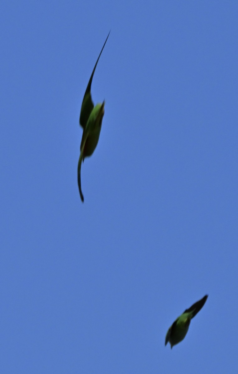 ムラサキガシラジャコウインコ - ML646234671