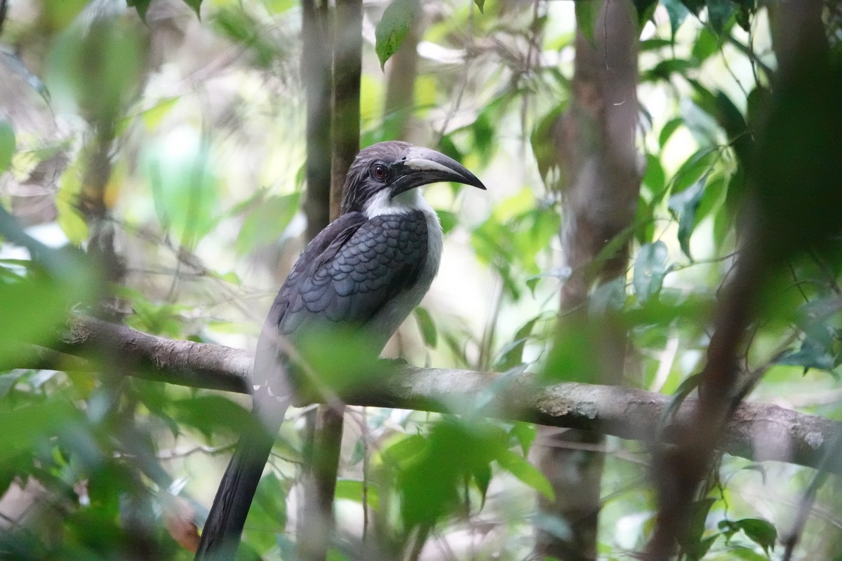 スリランカコサイチョウ - ML646234672