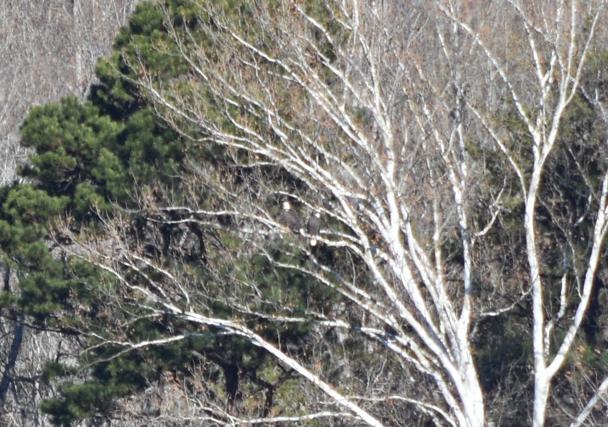 ハクトウワシ - ML646234674