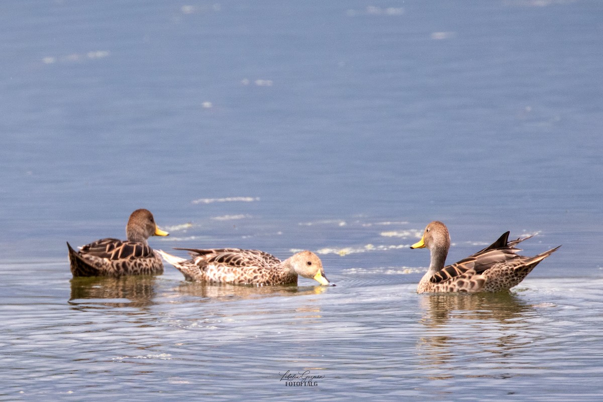 キバシオナガガモ - ML646234675