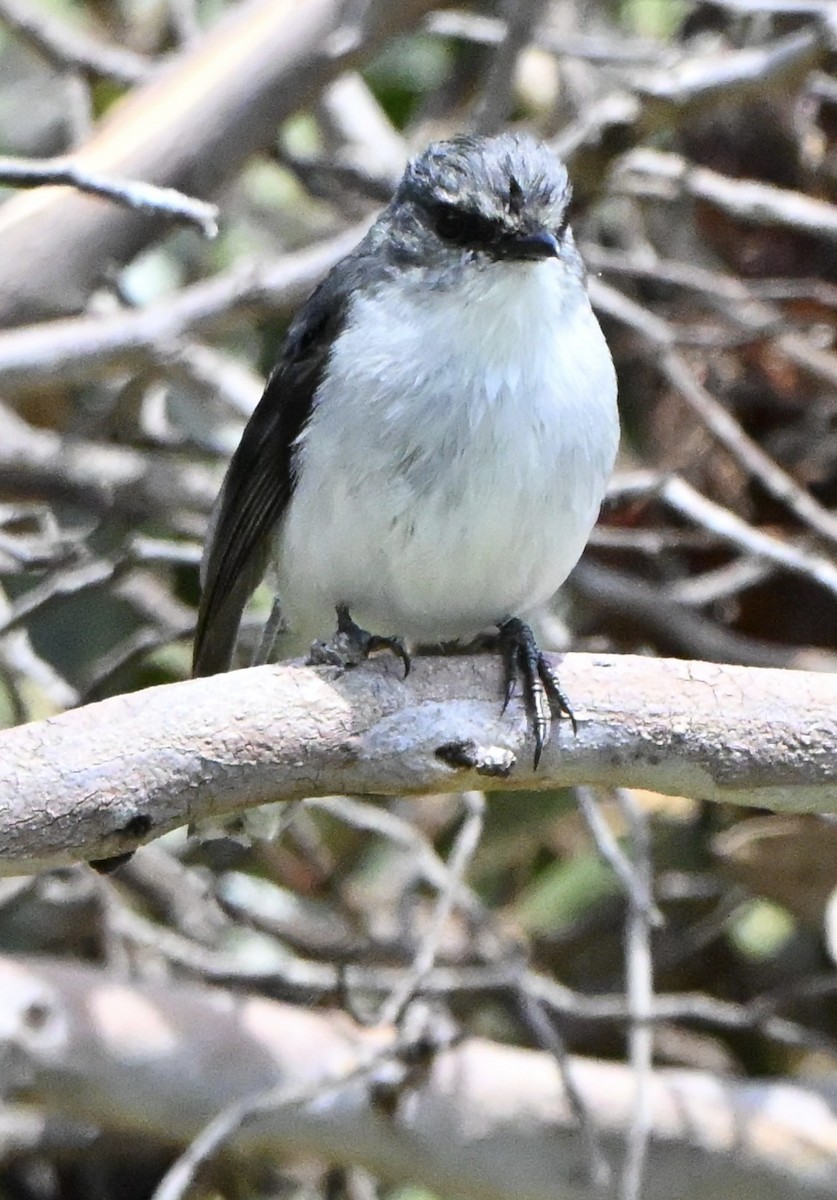 シロハラヒタキ - ML646234676