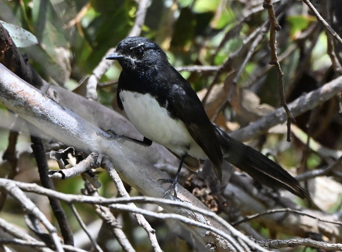 ヨコフリオウギビタキ - ML646234679