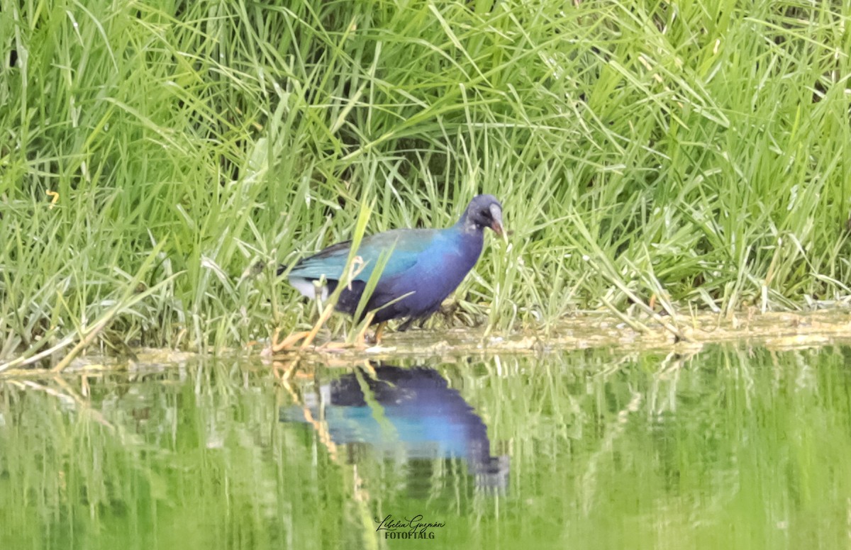 アメリカムラサキバン - ML646234680