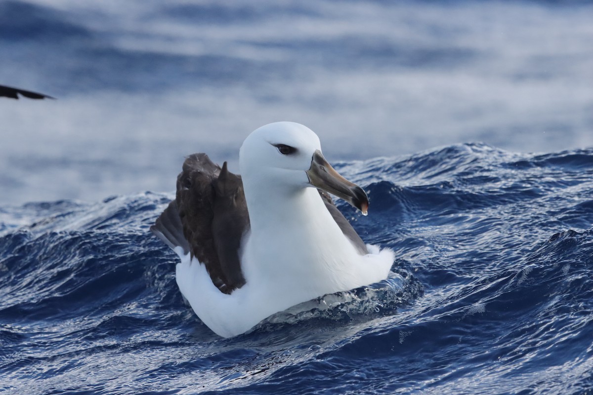 マユグロアホウドリ（melanophris） - ML646234681