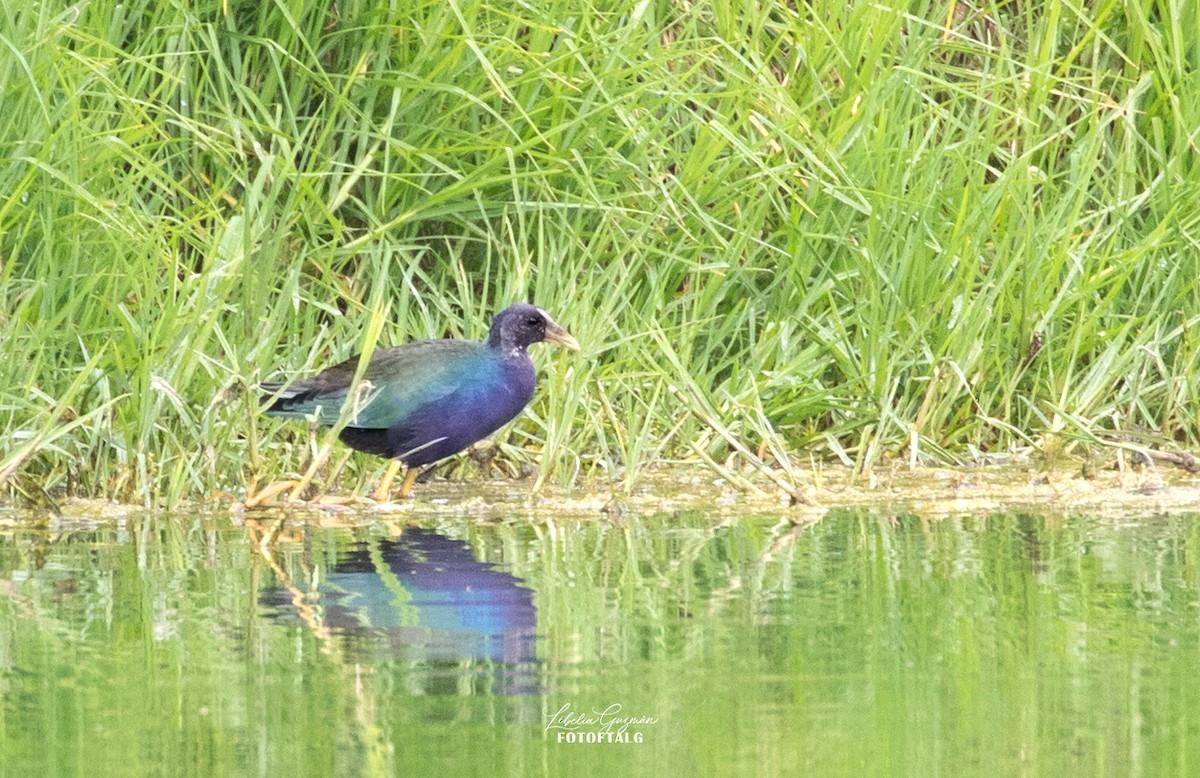 アメリカムラサキバン - ML646234682