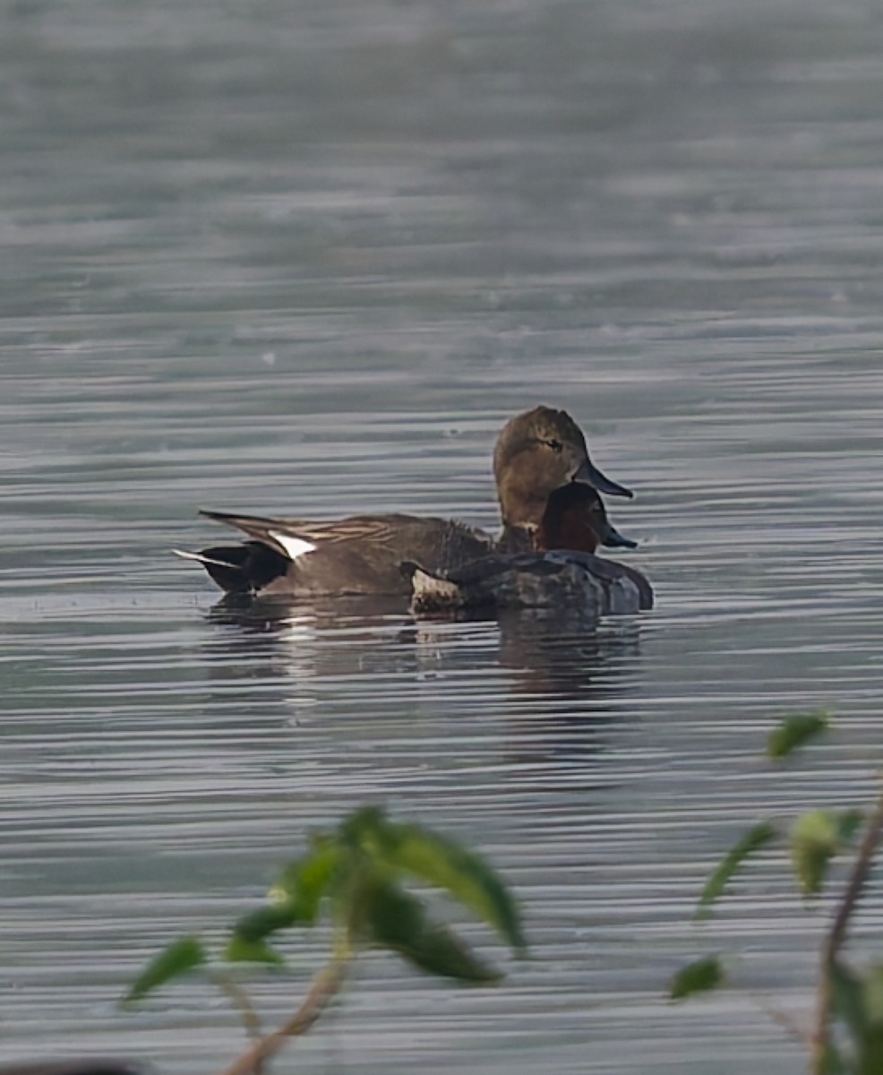 オカヨシガモ - ML646234687