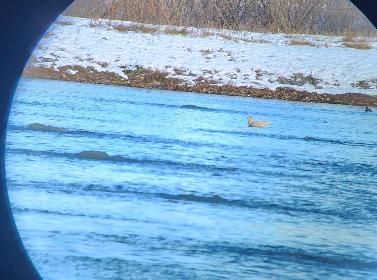 アイスランドカモメ - ML646234688