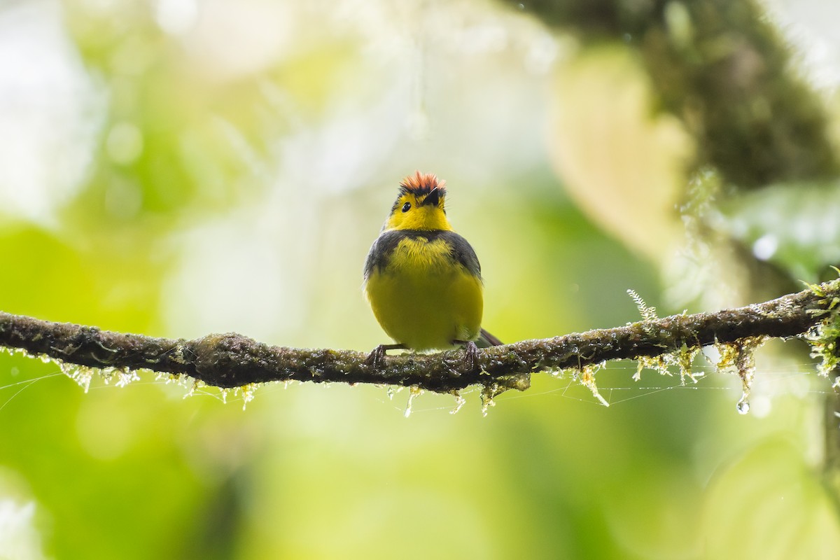 Collared Redstart - ML646234689