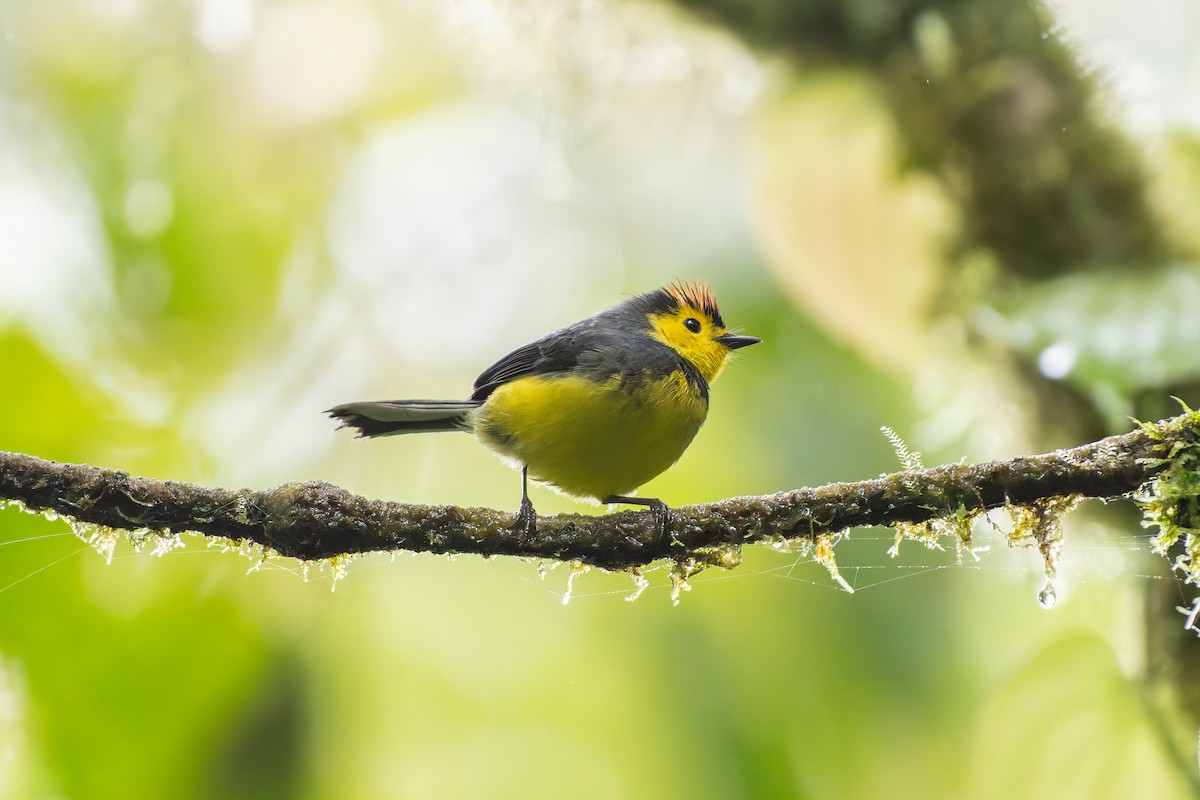Collared Redstart - ML646234690