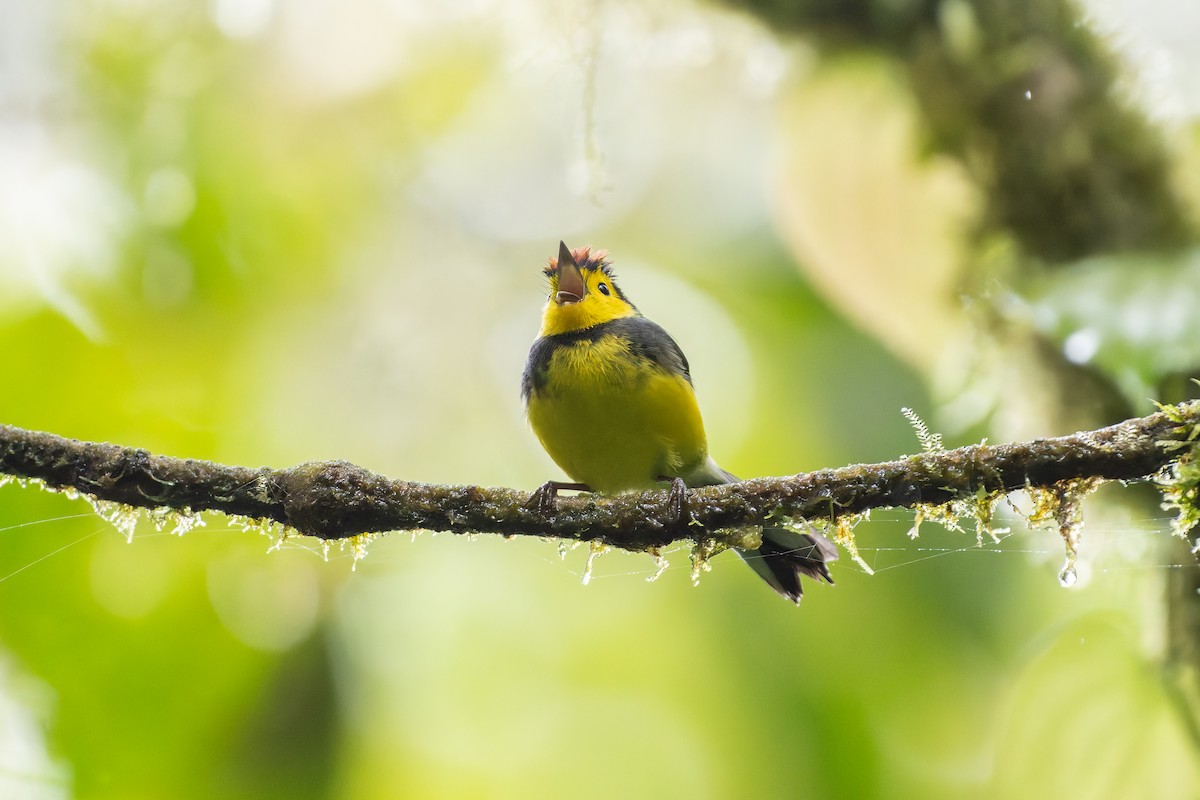 Collared Redstart - ML646234691