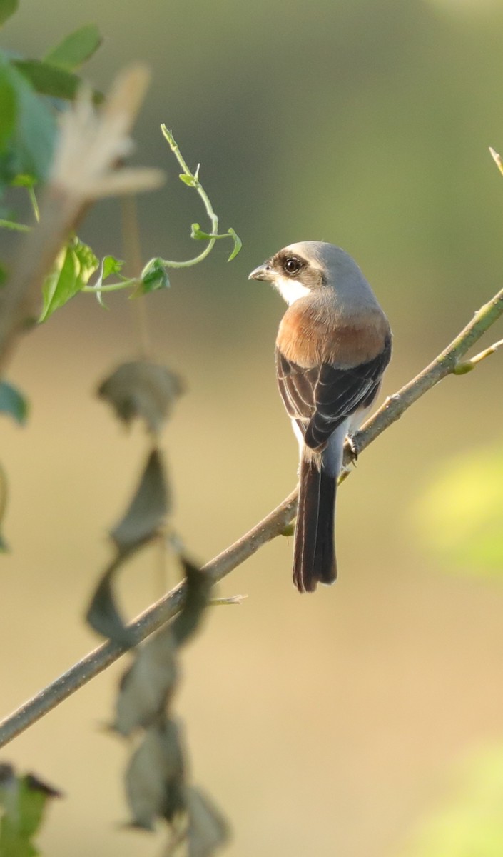 Bay-backed Shrike - ML646234692
