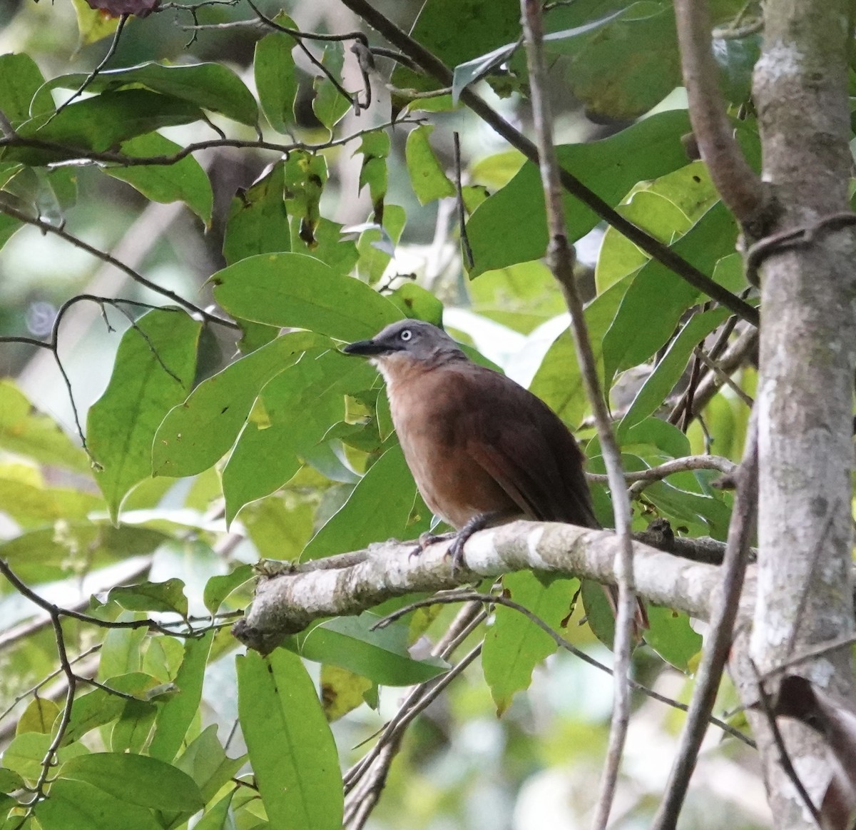 セイロンガビチョウ - ML646234701