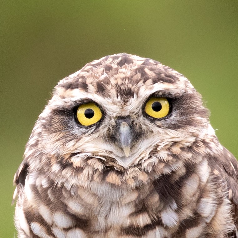 Burrowing Owl - ML646234702