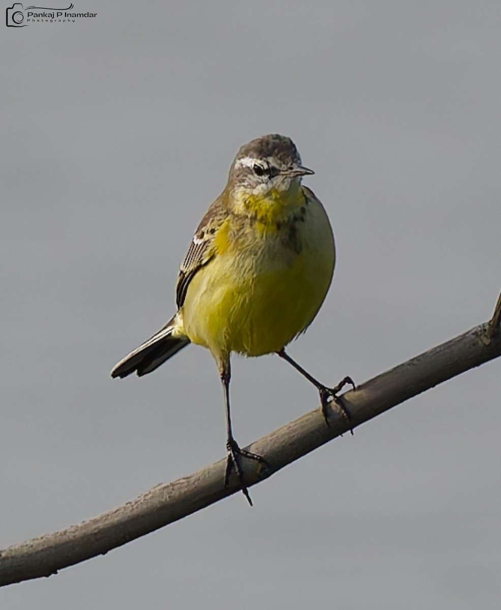 Western Yellow Wagtail - ML646234704