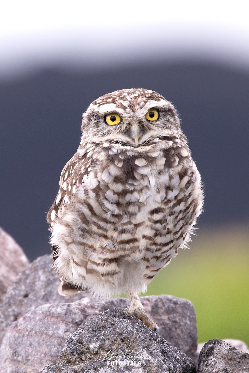 Burrowing Owl - ML646234707