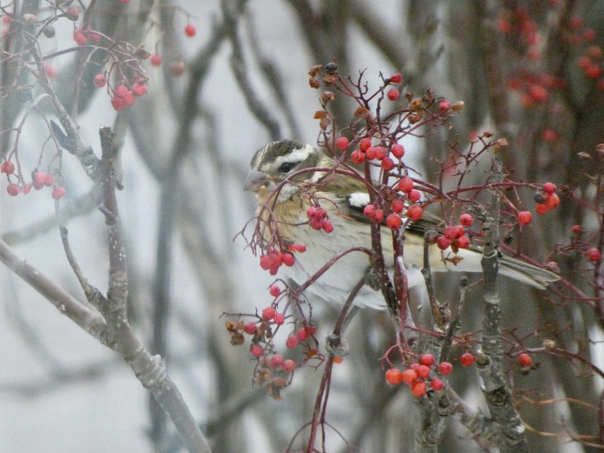 Rose-breasted Grosbeak - ML646234715