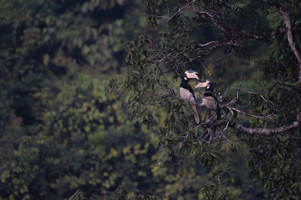 Malabar Pied-Hornbill - ML646234734