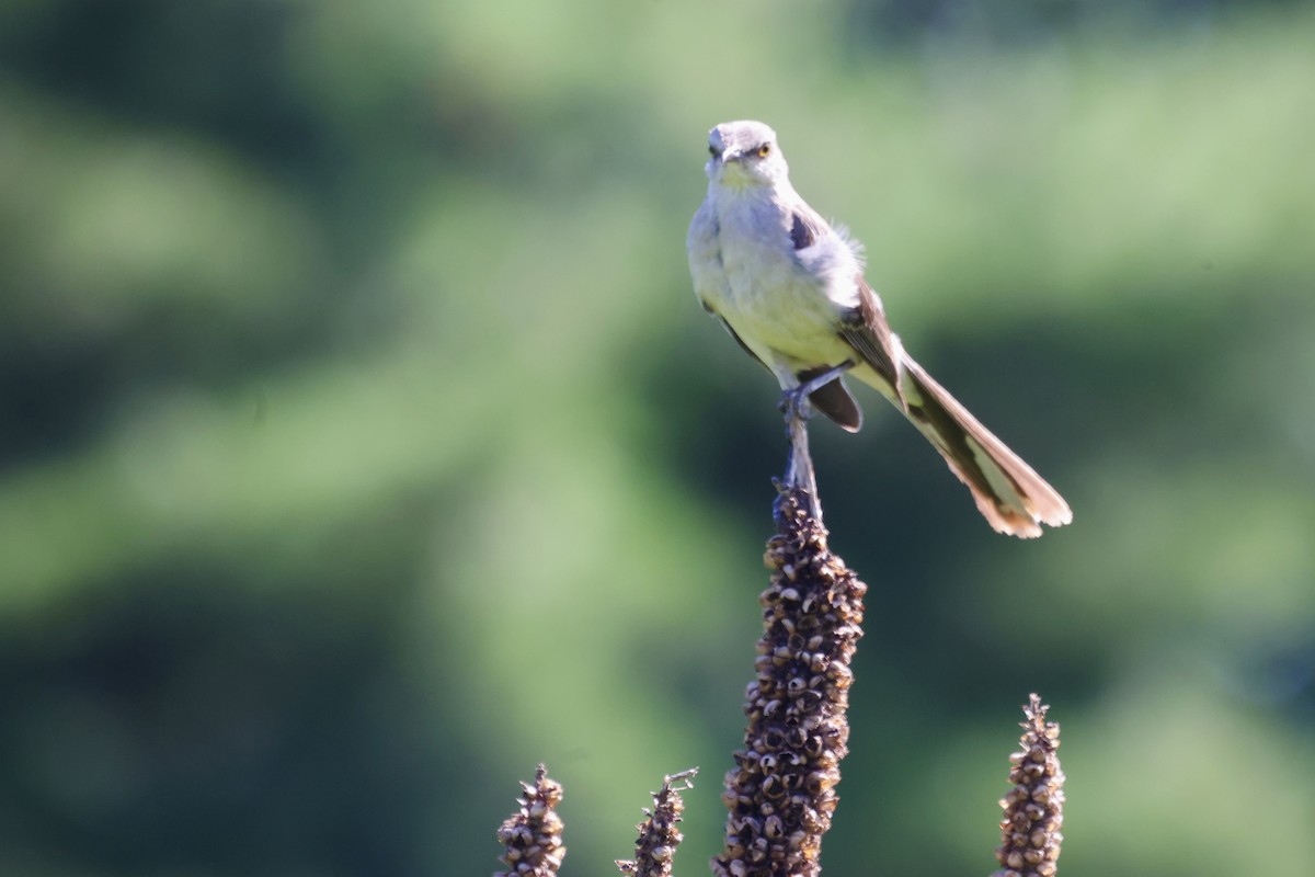 Northern Mockingbird - ML646234736