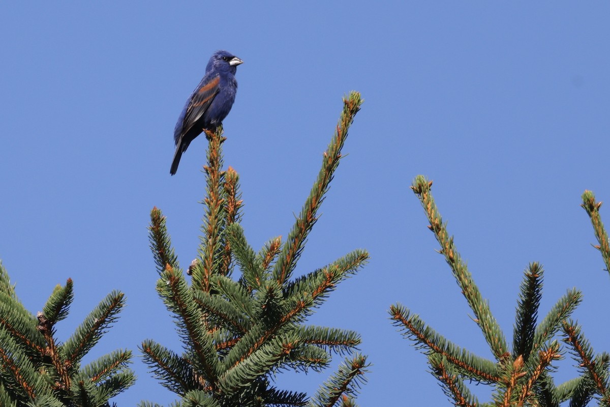Blue Grosbeak - ML646234743
