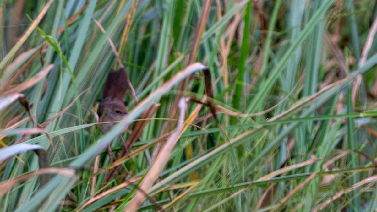 Highland Rush Warbler - ML646234744