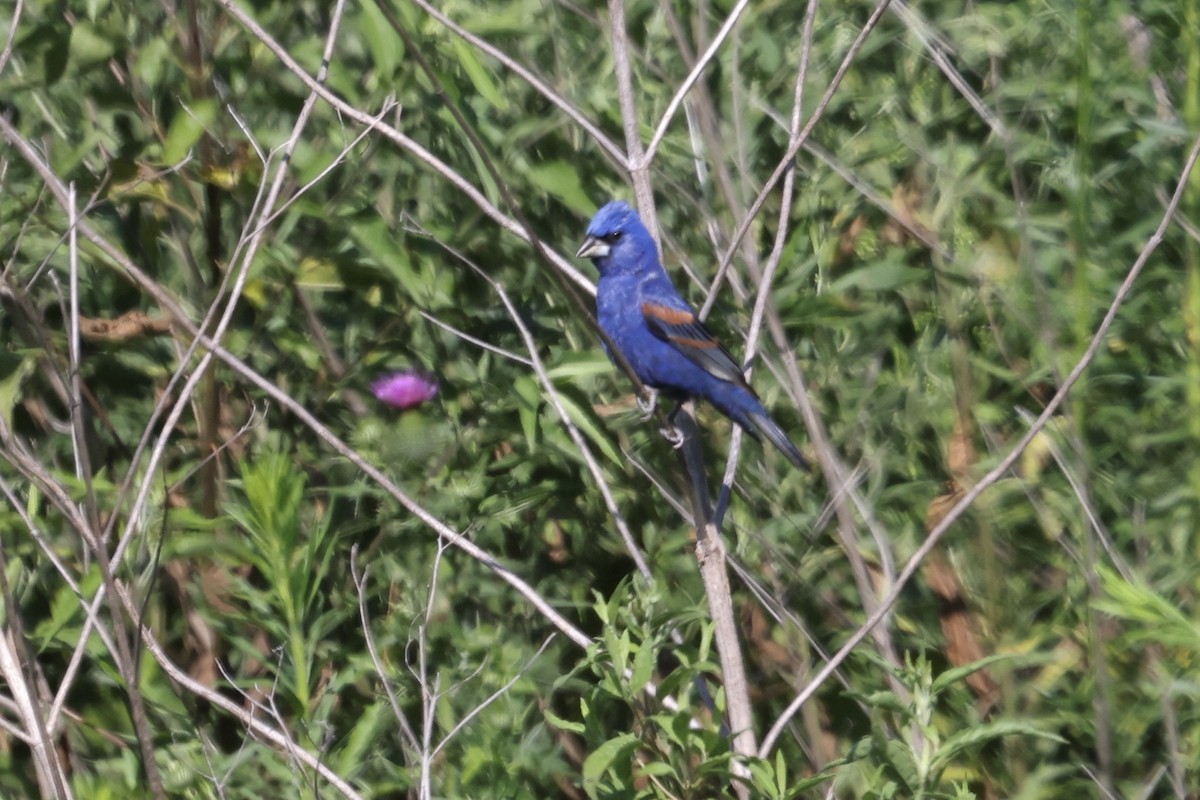 Blue Grosbeak - ML646234749