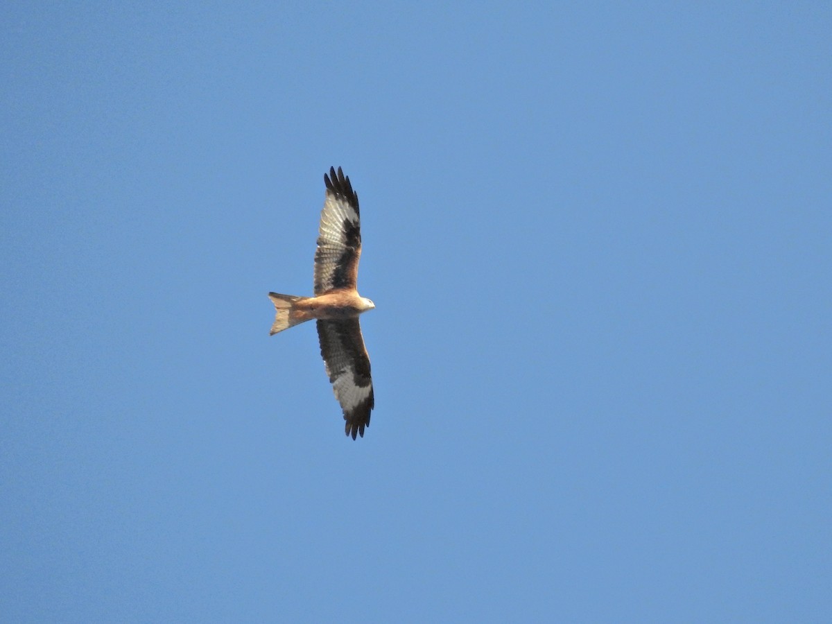 Red Kite - ML646234756