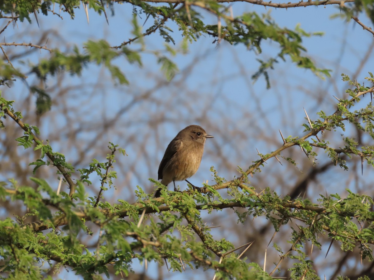 Pied Bushchat - ML646234759
