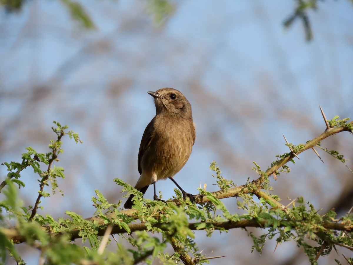 Pied Bushchat - ML646234760