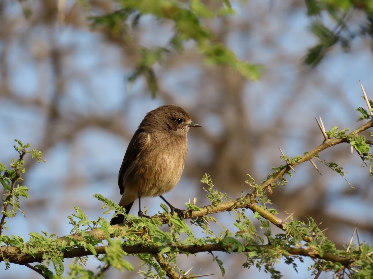 Pied Bushchat - ML646234765