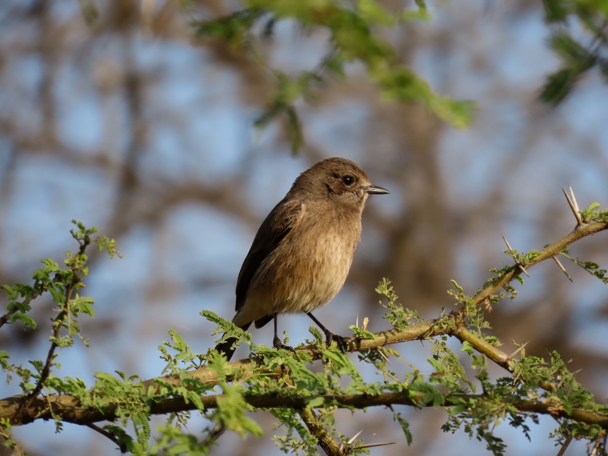 Pied Bushchat - ML646234766