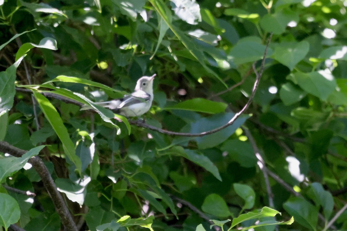 Blue-gray Gnatcatcher - ML646234775