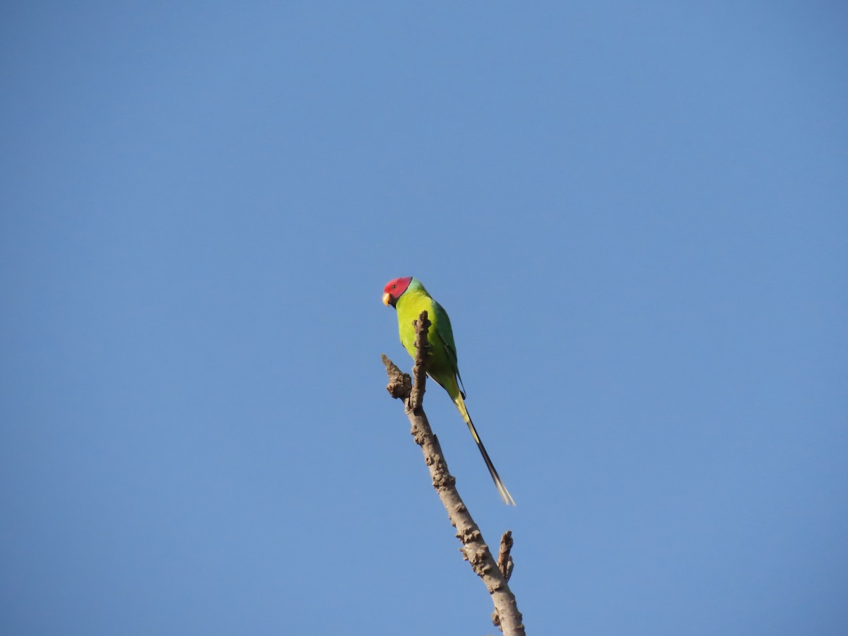 Plum-headed Parakeet - ML646234776
