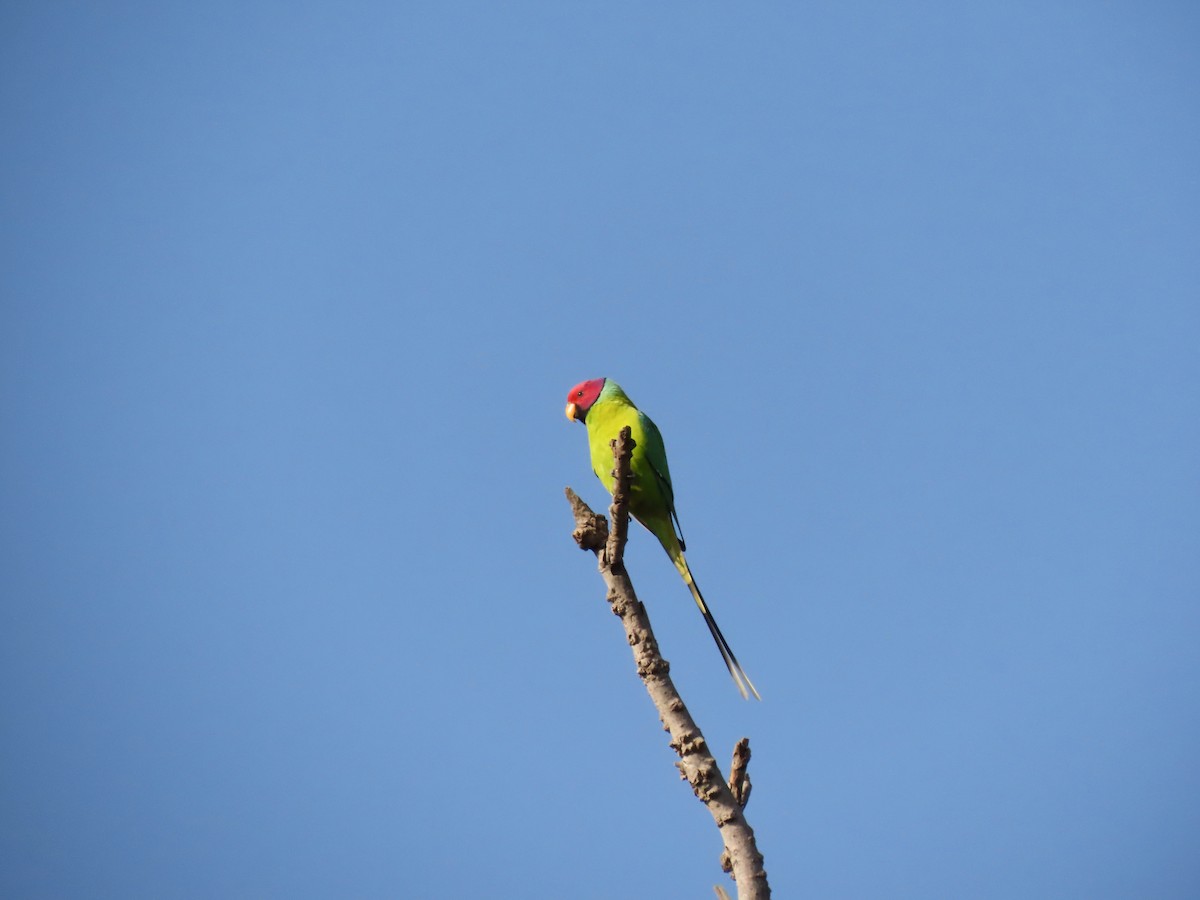 Plum-headed Parakeet - ML646234777