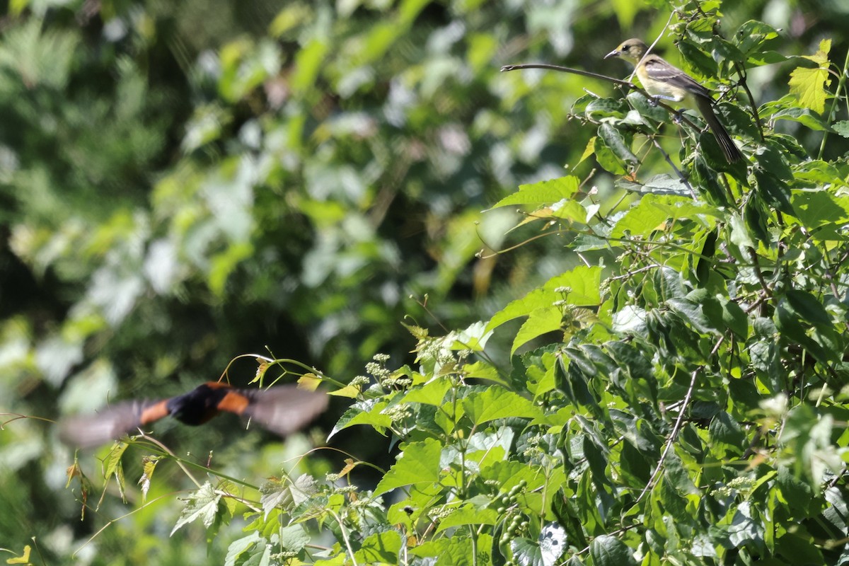 Orchard Oriole - ML646234782