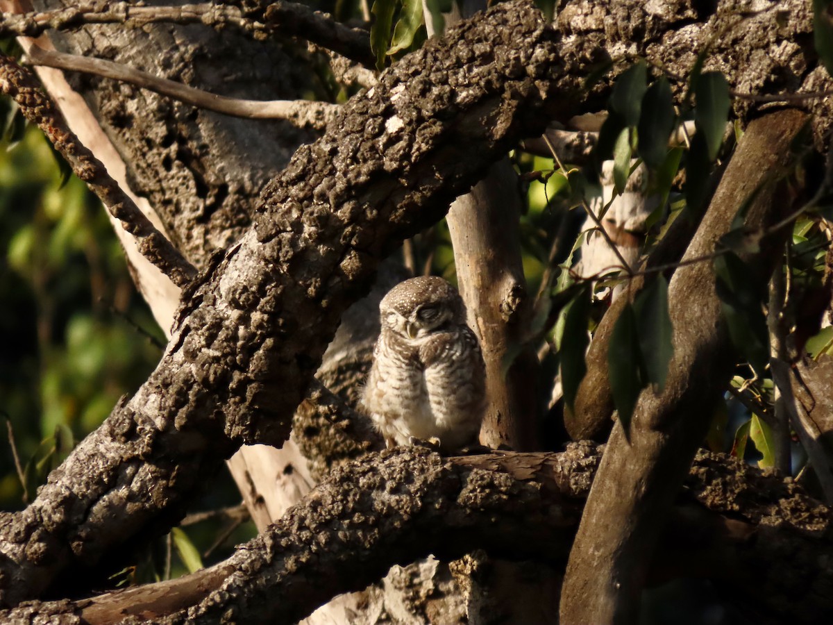 Spotted Owlet - ML646234783