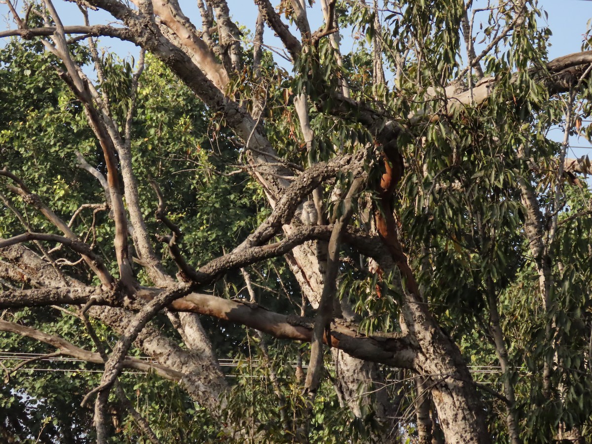 Spotted Owlet - ML646234784