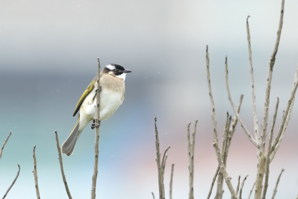 Light-vented Bulbul - ML646234786