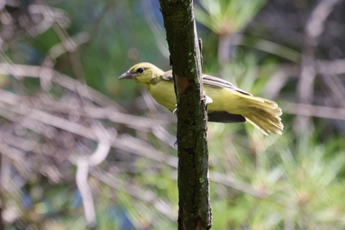 Orchard Oriole - ML646234790