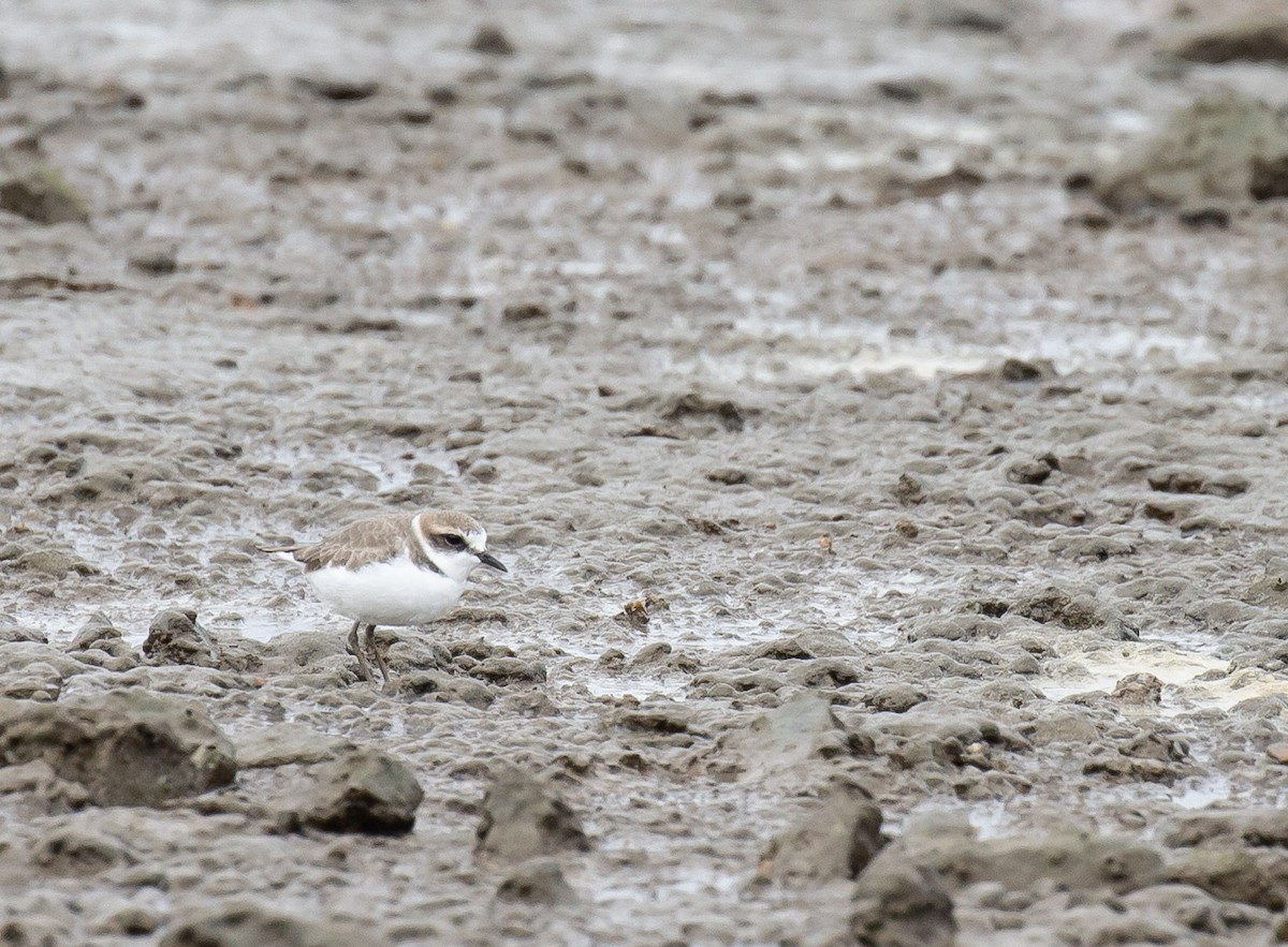 hvitbrystlo - ML646234791