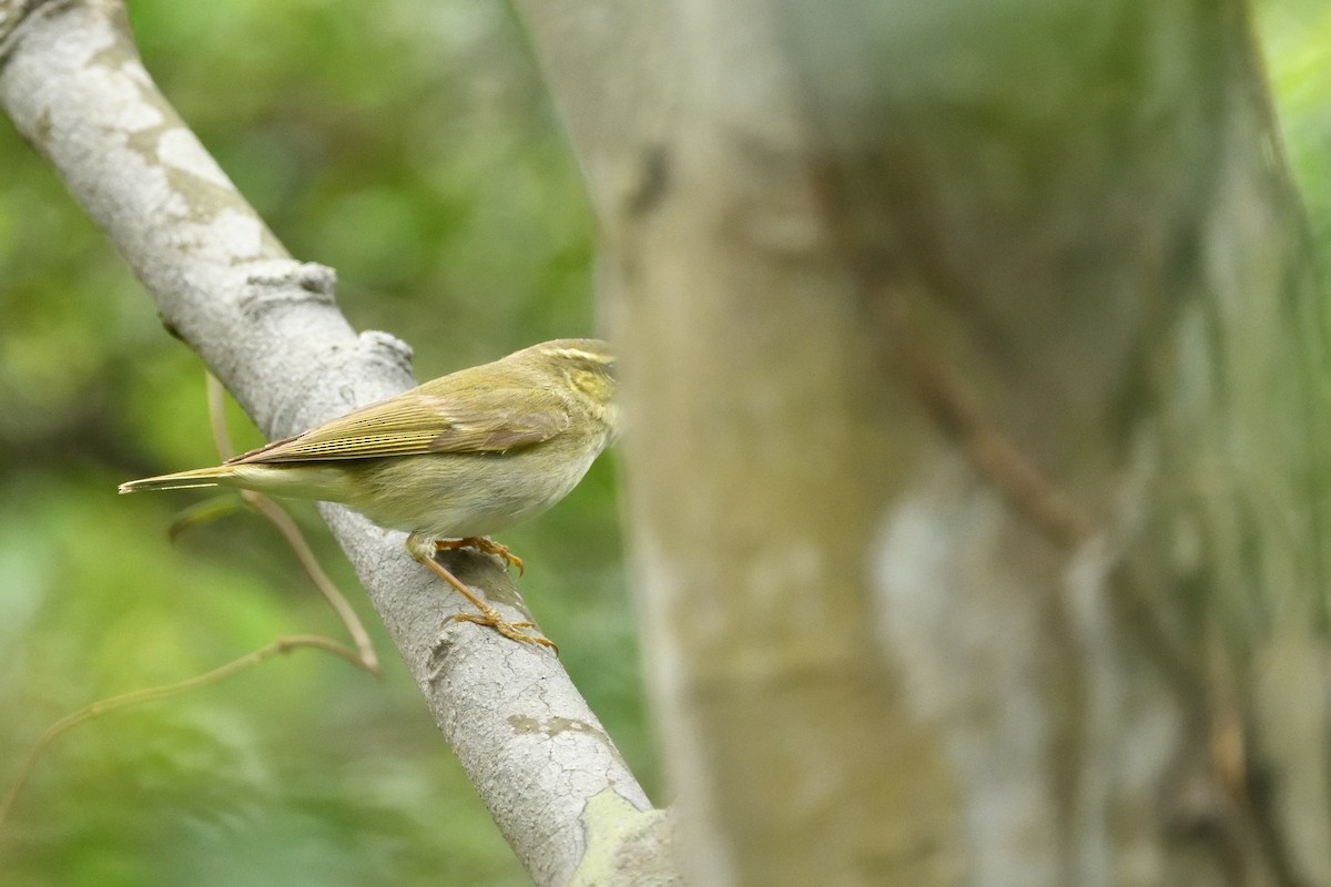 Arctic Warbler - ML646234792