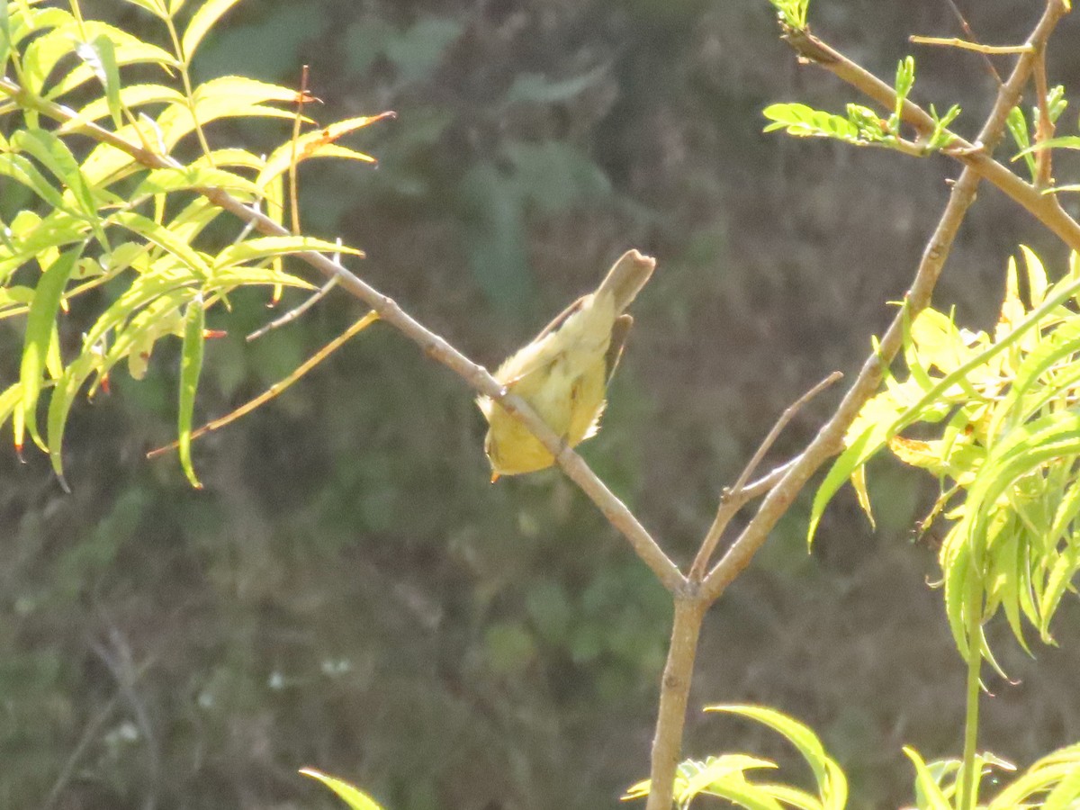 Tickell's Leaf Warbler - ML646234794